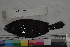  ( - MOP110236)  @11 [ ] CreativeCommons - Attribution Non-Commercial (2011) Smithsonian Institution Smithsonian Institution