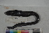  ( - MOP110263)  @11 [ ] CreativeCommons - Attribution Non-Commercial (2011) Smithsonian Institution Smithsonian Institution