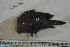  ( - MOP110286)  @11 [ ] CreativeCommons - Attribution Non-Commercial (2011) Smithsonian Institution Smithsonian Institution