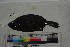  ( - MOP110296)  @11 [ ] CreativeCommons - Attribution Non-Commercial (2011) Smithsonian Institution Smithsonian Institution