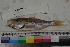  ( - MOP110306)  @11 [ ] CreativeCommons - Attribution Non-Commercial (2011) Smithsonian Institution Smithsonian Institution