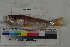  ( - MOP110328)  @11 [ ] CreativeCommons - Attribution Non-Commercial (2011) Smithsonian Institution Smithsonian Institution