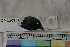  ( - MOP110351)  @11 [ ] CreativeCommons - Attribution Non-Commercial (2011) Smithsonian Institution Smithsonian Institution