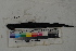  ( - MOP110366)  @11 [ ] CreativeCommons - Attribution Non-Commercial (2011) Smithsonian Institution Smithsonian Institution