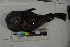  ( - MOP110371)  @11 [ ] CreativeCommons - Attribution Non-Commercial (2011) Smithsonian Institution Smithsonian Institution