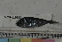  ( - MOP110386)  @11 [ ] CreativeCommons - Attribution Non-Commercial (2011) Smithsonian Institution Smithsonian Institution