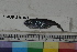  ( - MOP110387)  @11 [ ] CreativeCommons - Attribution Non-Commercial (2011) Smithsonian Institution Smithsonian Institution