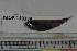  ( - MOP110388)  @11 [ ] CreativeCommons - Attribution Non-Commercial (2011) Smithsonian Institution Smithsonian Institution