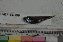  ( - MOP110390)  @11 [ ] CreativeCommons - Attribution Non-Commercial (2011) Smithsonian Institution Smithsonian Institution