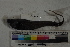  ( - MOP110401)  @11 [ ] CreativeCommons - Attribution Non-Commercial (2011) Smithsonian Institution Smithsonian Institution