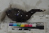  ( - MOP110410)  @11 [ ] CreativeCommons - Attribution Non-Commercial (2011) Smithsonian Institution Smithsonian Institution