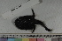  ( - MOP110453)  @11 [ ] CreativeCommons - Attribution Non-Commercial (2011) Smithsonian Institution Smithsonian Institution