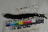  ( - MOP110461)  @11 [ ] CreativeCommons - Attribution Non-Commercial (2011) Smithsonian Institution Smithsonian Institution
