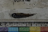  ( - MOP110492)  @11 [ ] CreativeCommons - Attribution Non-Commercial (2011) Smithsonian Institution Smithsonian Institution