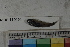  ( - MOP110494)  @11 [ ] CreativeCommons - Attribution Non-Commercial (2011) Smithsonian Institution Smithsonian Institution