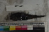  ( - MOP110504)  @11 [ ] CreativeCommons - Attribution Non-Commercial (2011) Smithsonian Institution Smithsonian Institution