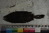  ( - MOP110537)  @11 [ ] CreativeCommons - Attribution Non-Commercial (2011) Smithsonian Institution Smithsonian Institution