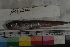  ( - MOP110540)  @11 [ ] CreativeCommons - Attribution Non-Commercial (2011) Smithsonian Institution Smithsonian Institution