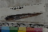  ( - MOP110541)  @11 [ ] CreativeCommons - Attribution Non-Commercial (2011) Smithsonian Institution Smithsonian Institution