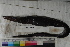  ( - MOP110568)  @11 [ ] CreativeCommons - Attribution Non-Commercial (2011) Smithsonian Institution Smithsonian Institution