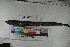  ( - MOP110575)  @11 [ ] CreativeCommons - Attribution Non-Commercial (2011) Smithsonian Institution Smithsonian Institution
