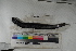  ( - MOP110580)  @11 [ ] CreativeCommons - Attribution Non-Commercial (2011) Smithsonian Institution Smithsonian Institution