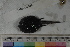  (Dibranchus hystrix - MOP110586)  @11 [ ] CreativeCommons - Attribution Non-Commercial (2011) Smithsonian Institution Smithsonian Institution