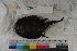  ( - MOP110602)  @11 [ ] CreativeCommons - Attribution Non-Commercial (2011) Smithsonian Institution Smithsonian Institution