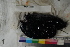  (Caulophryne pelagica - MOP110605)  @11 [ ] CreativeCommons - Attribution Non-Commercial (2011) Smithsonian Institution Smithsonian Institution