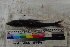  ( - MOP110617)  @11 [ ] CreativeCommons - Attribution Non-Commercial (2011) Smithsonian Institution Smithsonian Institution