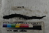  ( - MOP110638)  @11 [ ] CreativeCommons - Attribution Non-Commercial (2011) Smithsonian Institution Smithsonian Institution