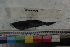  ( - MOP110646)  @11 [ ] CreativeCommons - Attribution Non-Commercial (2011) Smithsonian Institution Smithsonian Institution