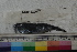  ( - MOP110647)  @11 [ ] CreativeCommons - Attribution Non-Commercial (2011) Smithsonian Institution Smithsonian Institution