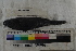  ( - MOP110654)  @11 [ ] CreativeCommons - Attribution Non-Commercial (2011) Smithsonian Institution Smithsonian Institution