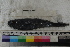  ( - MOP110655)  @11 [ ] CreativeCommons - Attribution Non-Commercial (2011) Smithsonian Institution Smithsonian Institution