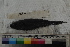  ( - MOP110656)  @11 [ ] CreativeCommons - Attribution Non-Commercial (2011) Smithsonian Institution Smithsonian Institution