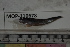  (Bregmaceros bathymaster - MOP110678)  @11 [ ] CreativeCommons - Attribution Non-Commercial (2011) Smithsonian Institution Smithsonian Institution