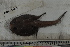  ( - MOP110732)  @11 [ ] CreativeCommons - Attribution Non-Commercial (2011) Smithsonian Institution Smithsonian Institution