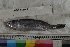  (Cynoscion nannus - MOP110745)  @11 [ ] CreativeCommons - Attribution Non-Commercial (2011) Smithsonian Institution Smithsonian Institution