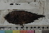  ( - MOP110753)  @11 [ ] CreativeCommons - Attribution Non-Commercial (2011) Smithsonian Institution Smithsonian Institution