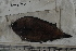  ( - MOP110754)  @11 [ ] CreativeCommons - Attribution Non-Commercial (2011) Smithsonian Institution Smithsonian Institution