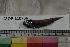  ( - MOP110756)  @11 [ ] CreativeCommons - Attribution Non-Commercial (2011) Smithsonian Institution Smithsonian Institution