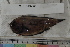  ( - MOP110760)  @11 [ ] CreativeCommons - Attribution Non-Commercial (2011) Smithsonian Institution Smithsonian Institution