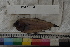  ( - MOP110761)  @11 [ ] CreativeCommons - Attribution Non-Commercial (2011) Smithsonian Institution Smithsonian Institution