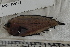  ( - MOP110762)  @11 [ ] CreativeCommons - Attribution Non-Commercial (2011) Smithsonian Institution Smithsonian Institution