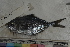  ( - MOP110795)  @11 [ ] CreativeCommons - Attribution Non-Commercial (2011) Smithsonian Institution Smithsonian Institution