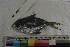 ( - MOP110796)  @11 [ ] CreativeCommons - Attribution Non-Commercial (2011) Smithsonian Institution Smithsonian Institution