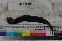  ( - MOP110359)  @11 [ ] CreativeCommons - Attribution Non-Commercial (2011) Smithsonian Institution Smithsonian Institution