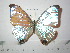  (Morpho sulkowskyi sulkowskyi - BC-FMP-2261)  @13 [ ] Copyright (2011) Frank Meister Research Collection of Frank Meister
