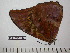  (Morpho telemachus martini - BC-FMP-2335)  @11 [ ] Copyright (2011) Frank Meister Research Collection of Frank Meister